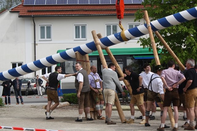 Maibaum 2013